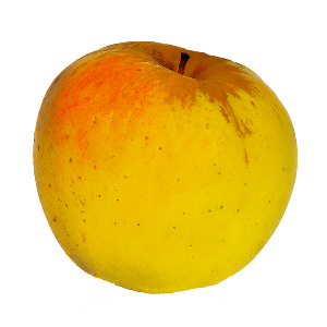 Domaine-darmandieu-variete-pomme-Opale Domaine Darmandieu, pomme Opale en vente et à cueillir