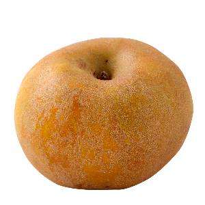 Domaine-darmandieu-variete-pomme-Reinette-Grise-du-Canada Domaine Darmandieu, pomme Reinette grise du Canada en vente et à cueillir